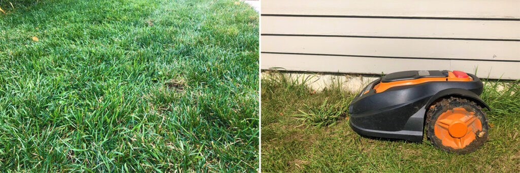 Mo Monday: Inhibiting Weed Growth