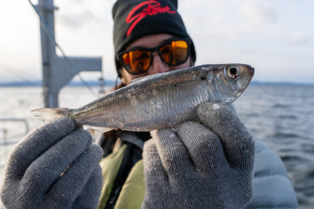 Aquatic Invasive Species Part 1: What are they?