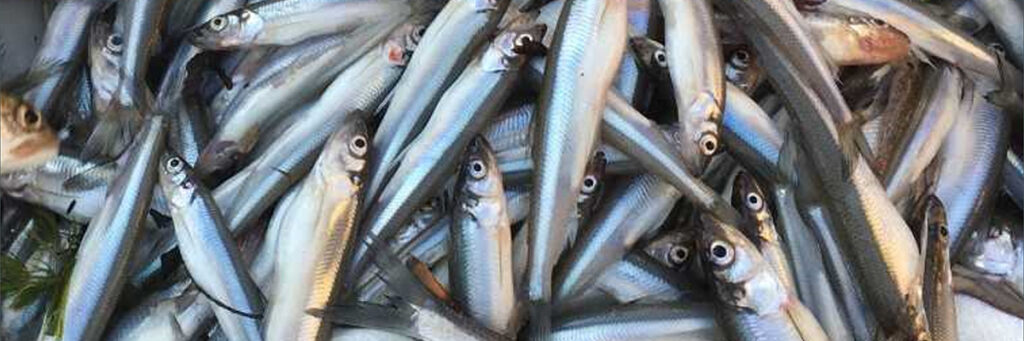28-Year Rainbow Smelt Study on Lake Champlain Reveals Population Changes