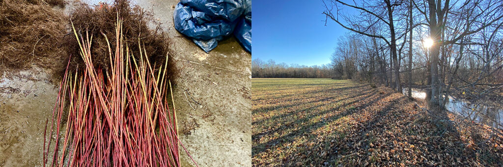 Monthly Podcast Shares Riparian Forest Restoration Research and Practice