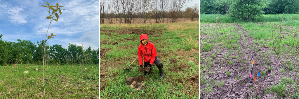Ongoing Riparian Buffer Study Plots Planted with Native Tree Species