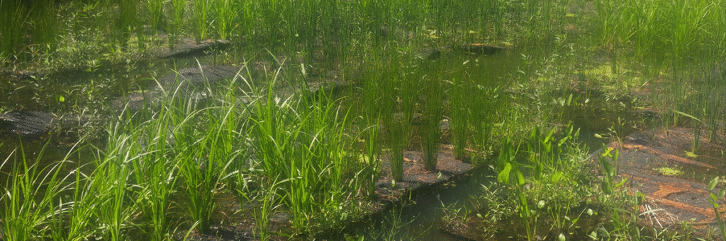 Suitability of Plants to Overwinter on Floating Treatment Wetlands in Northern Stormwater Ponds