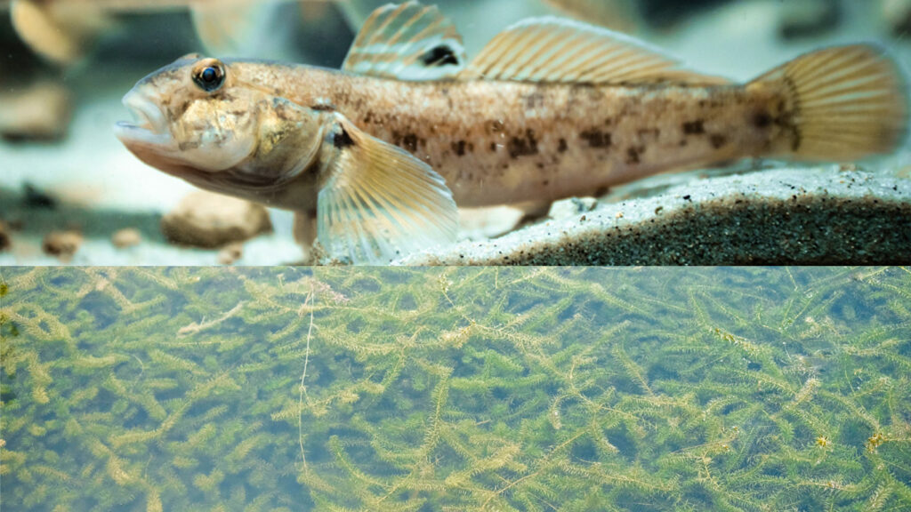 Aquatic Invasive Species Part 3: Protecting Lake Champlain from Emerging Threats
