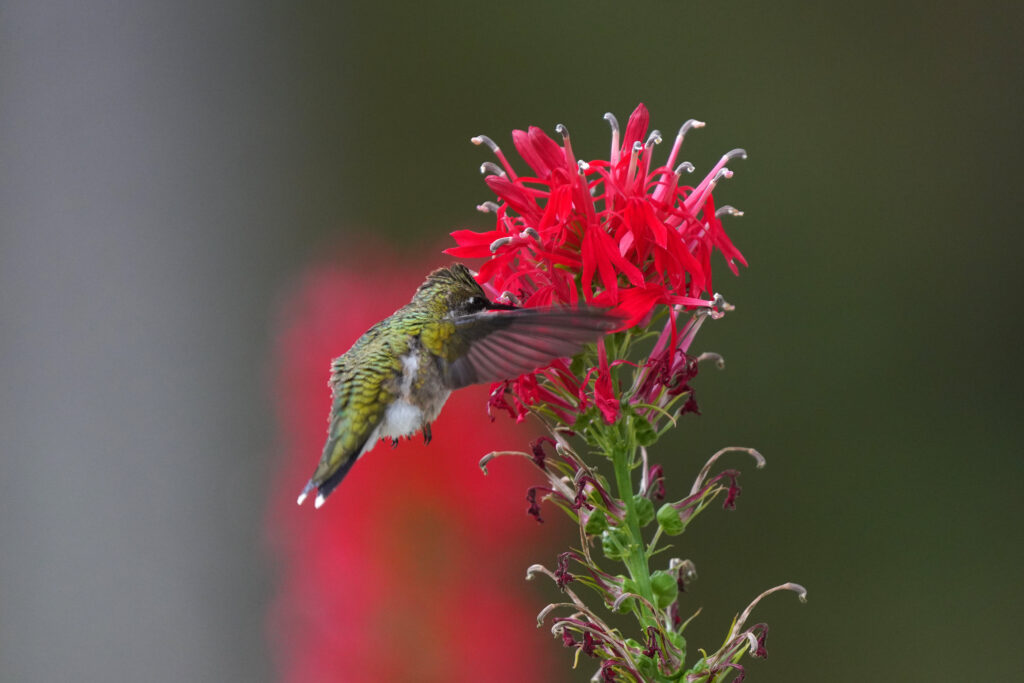 Incorporating Native Plants in your Yard and Garden: Why do it and how to get started