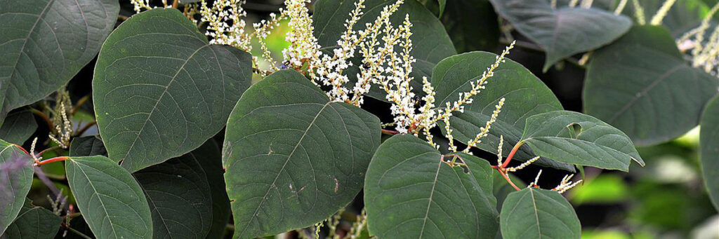 Learn How We Can Control Invasive Plants in Forest Restoration Projects